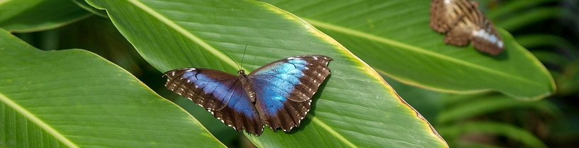 St.Martin-Butterfly-Farm