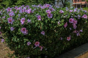 Burgas (12)   