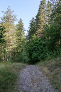 Vitosha, Golden Bridge (17)         
