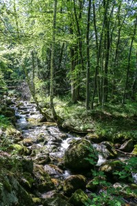Vitosha, Golden Bridge (29)  