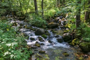 Vitosha, Golden Bridge (32)  