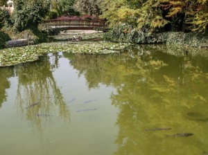 Flower Garden (07)   
