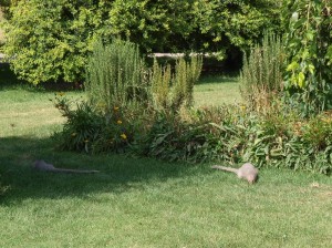 Flower Garden (17)   