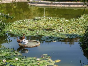Flower Garden (24)
