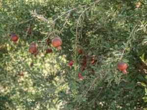 Matin Abad Desert Camp (22)  