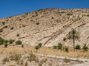 Bishapur (32)     