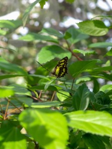 St.Martin Butterfly Farm (08)